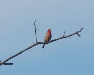 Purple Finch.jpg