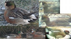 Chiloe x Eurasian wigeon.JPG