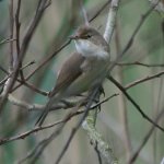 whitethroat_3269.jpg