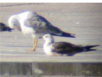 gull id.jpg