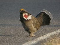 0955 dusky grouse 6.jpg