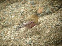 8913 brown-capped rosy-finch 1.jpg