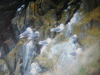 Kittiwakes3.JPG