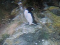 Razorbill.JPG