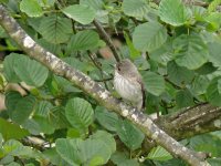 L1190465_Spotted Flycatcher.jpg