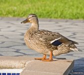 sigduck.jpg