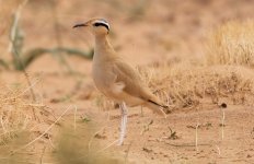 3T9P8551---Cream-coloured-Courser.jpg