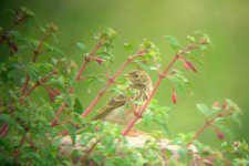 82 Meadow Pipit.jpg