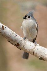 TuftedTitmouse30.jpg