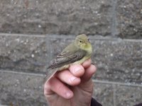 Icterine Warbler 002.jpg