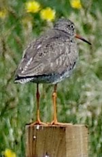 Redshank.jpg