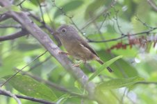 3.GreyCheeked Fulvetta.JPG