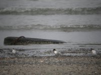 tn_Little Terns Baltray 08 1.JPG