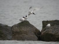 tn_Sandwich Terns Baltray 2.JPG