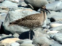 WhimbrelHermitage080427.jpg