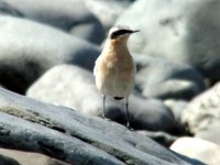 WheatearHermitage080427b.jpg