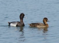 Scaup.jpg