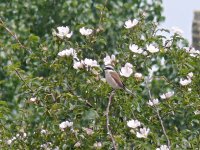 L1190512_Red-backed Shrike.jpg