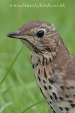 songthrush_110707_0009.jpg