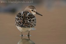 3294littlestint230906bm1.jpg