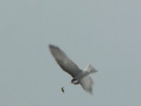 Whiskered Tern 06 bf copy.jpg