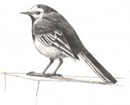 piedwag drawing.jpg