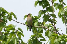 cedarwaxwing.jpg