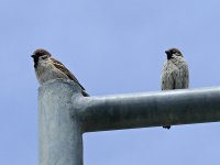 L1190085_Tree Sparrow.jpg