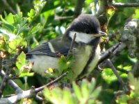 great tit juv.jpg