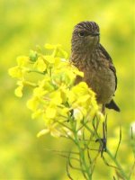 stonechat juv.jpg