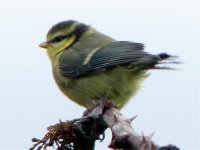 bluetit jov june 08.jpg