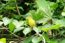 yellowwarblerjuly2008.jpg