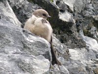 L1180734_Crag Martin.jpg