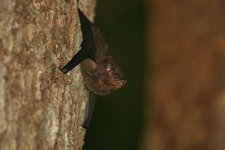 Bat-sp-Rio-Javari.jpg