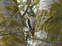 L1180328_GSWoodpecker.jpg