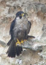 Peregrine11b-web.jpg