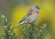 linnet-00067.jpg