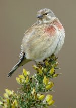 linnet-00063.jpg