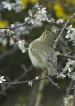 willow_warbler-00188.jpg