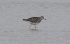 2.LesserYellowLegs.JPG