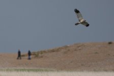 4.MarshHarrier.JPG