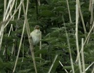 marsh-warbler.jpg