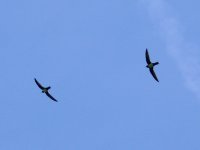 L1190602_Alpine Swift.jpg