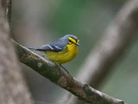 st lucia warbler.jpg