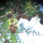 crossbill3.JPG