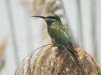 Blue cheeked bee-eater.jpg