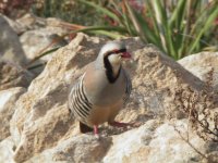 Chukar.jpg