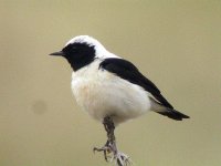 Eastern Black Eared wheatear 2.jpg