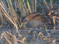 Little crake 1.jpg