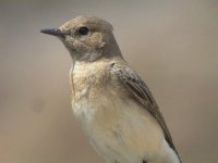 BE wheatear female.jpg